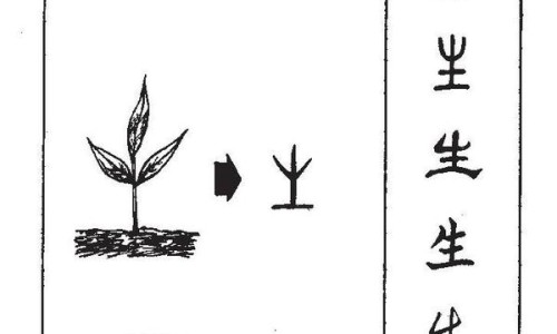 荷叶药用疗效网荷叶作用和功效知识网站,分享荷叶作用和功效大全